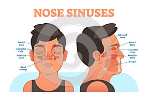 Nose sinuses anatomical vector illustration cross section.
