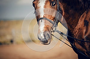 Nose sports red horse in the bridle. Dressage horse