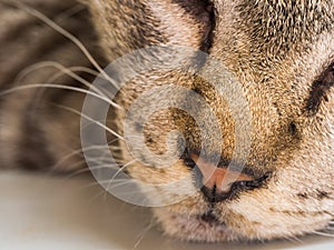 Nose of Tabby Cat
