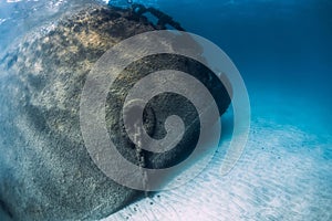 Nose of Telamon wreck ship underwater in ocean near Arrecife, Lanzarote