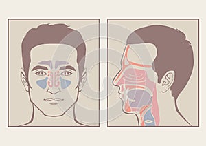 Nose, throat anatomy