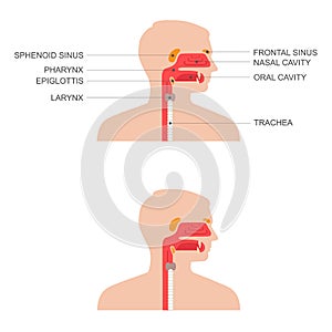 Nose, throat anatomy,