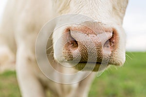 Nose of white cow