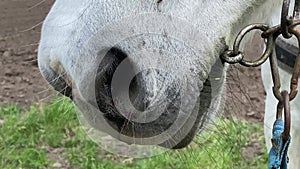 Nose of white smooth-haired horse grazing in field