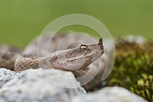 Nosed viper on a rock. Vipera ammodytes