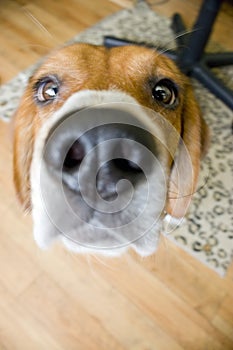 Nosey Beagle photo