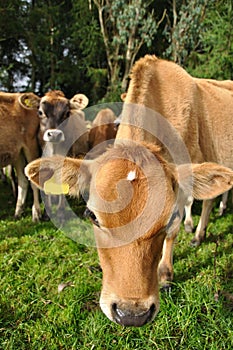 Nosey calf