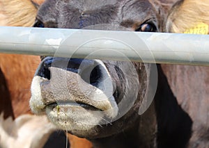 Nosey Cow