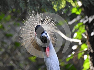 A Nosey Grey Crowned Crane