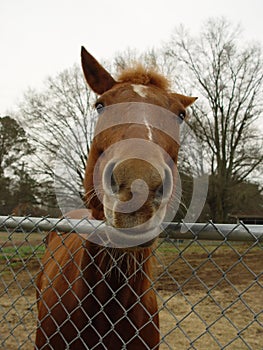 Nosey horse photo