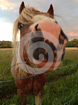 Nosey Horse