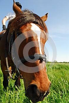 Nosey horse
