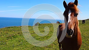 Nosey horse in front of blue sea