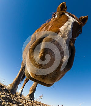 Nosey horse