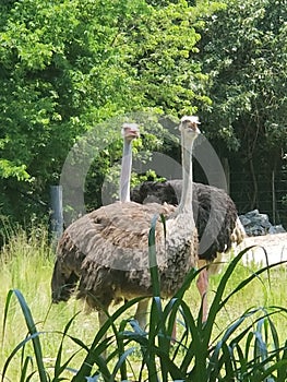 Nosey ostriches photo