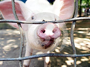 Nosey Pig photo