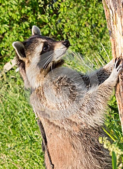 A nosier Raccoon standing upright at a tree.