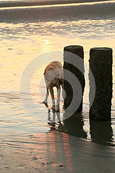 Nosing dog during sunset photo