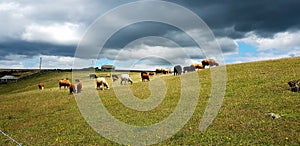 cows at Noss Mayo - Blackstone Point - Warren Cottage - Gara Point - Above Cellar Beach