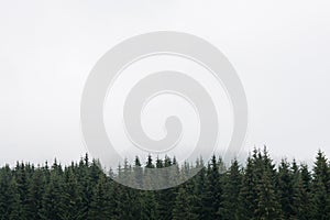 Nostalgic coniferous forest with firs and larches tree tops against misty sky. Copy Space for text. Styria mountains in Austria