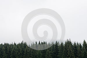 Nostalgic coniferous forest with firs and larches tree tops against misty sky. Copy Space for text. Styria mountains in Austria photo