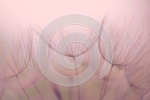 Nostalgic Dandelion flower, extreme closeup, abstract background