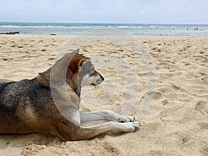 Nostalgic dog on Thailand beach photo