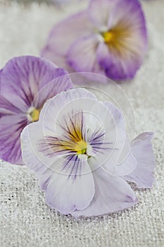 Nostalgic Flower Still Life With Pansies