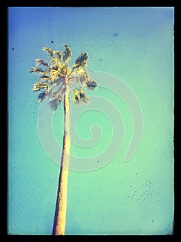 Nostalgic palm tree photo