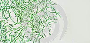 Nostoc sp. blue-green algae under microscopic view, cyanobacteria photo