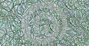 Nostoc sp. blue-green algae under microscopic view, cyanobacteria