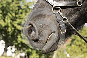 Nostrils of a black Horse photo