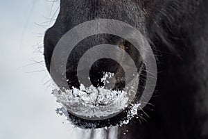 Nostrils of friesian horse in to snow photo