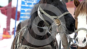 The nostrils of the horse exhale vapor in the winter.