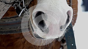 The nostrils of the horse exhale vapor in the winter. Close up short.