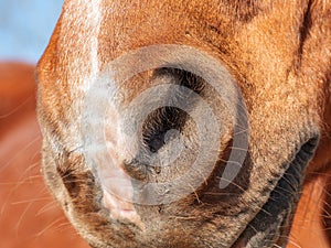 Nostrils or nose of a brown horse. Animal detail