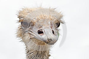 The nostrils of an ostrich close up. The head of an ostrich looking into the distance