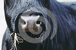 Nostrils of a young black haired calf