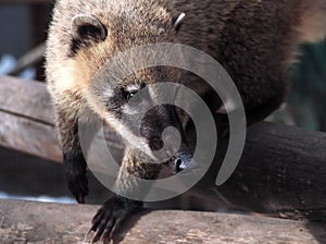 Nosuh at the tree close up