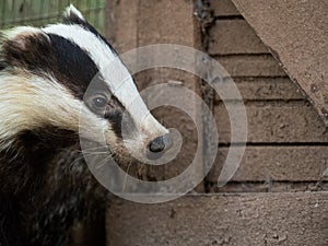 Nosy badger Meles meles in a country house