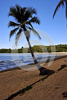 nosy be boat palm and coastline