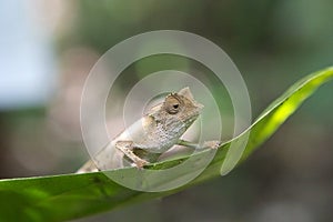 Nosy Be pygmy chameleon (Brookesia minima)