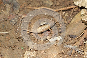 Nosy Be pygmy chameleon (Brookesia minima)