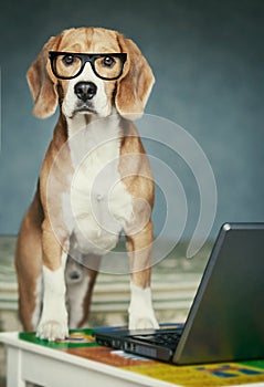 Nosy beagle in glasses near laptop