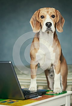 Nosy beagle near laptop