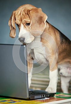 Nosy beagle surfing by internet on laptop