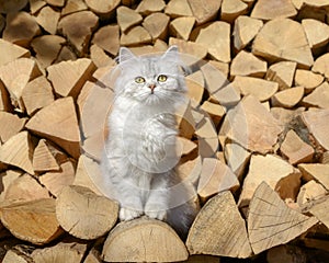 Nosy blacksilver tabby British Longhair kitten posing on firewood logs photo