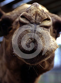 Nosy Camel