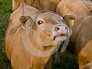 Nosy cow
