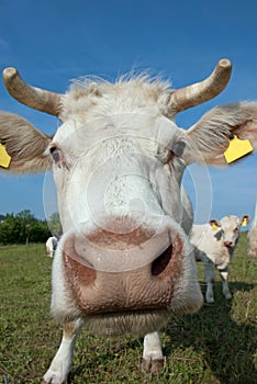 Nosy cow